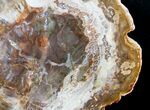 Beautiful Araucaria Petrified Wood Slice - #9591-1